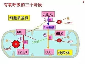 聚焦丨2019年物理 生理學(xué)諾貝爾獎項公布,涉及高考相關(guān)知識點(diǎn)