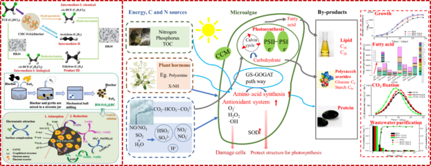 河北工業(yè)大學能源與環(huán)境工程學院 生物基材料技術研發(fā)的先鋒與未來